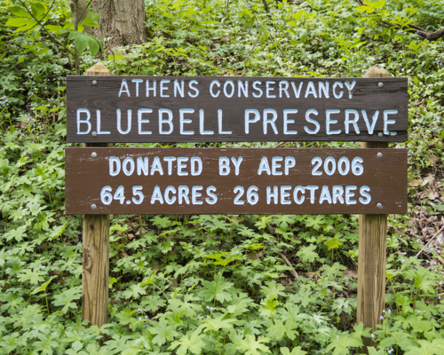 Bluebell Preserve