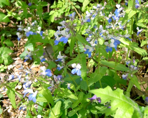 Collinsia verna 1