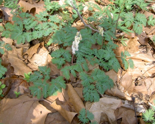 Dicentra canadensis in Bluebell Preserve