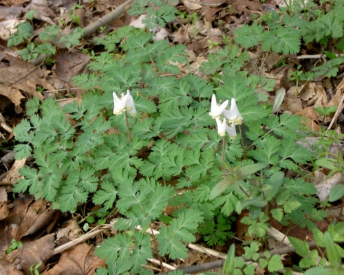 Dutchmans-breeches in bluebell preserve