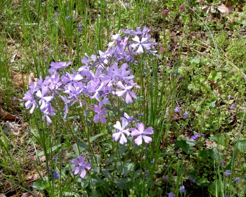 Phlox divaricata in Bluebell Preserve