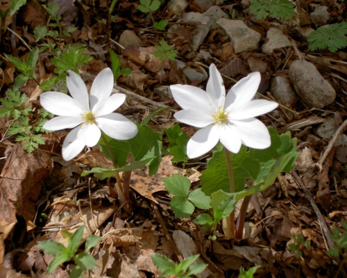 Sanguinaria