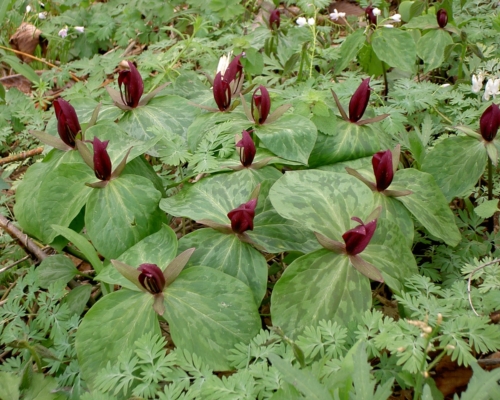 Trillium sessile