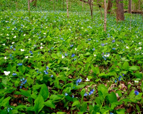 bluebells and trilliums