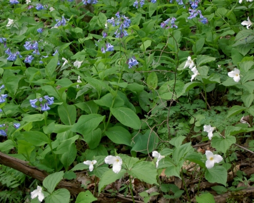 bluebells and trillliums in bluebell preserve