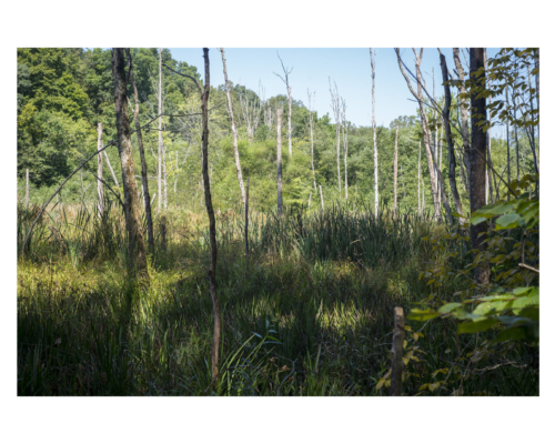 Poston–open wetland