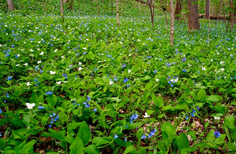 bluebell flowers