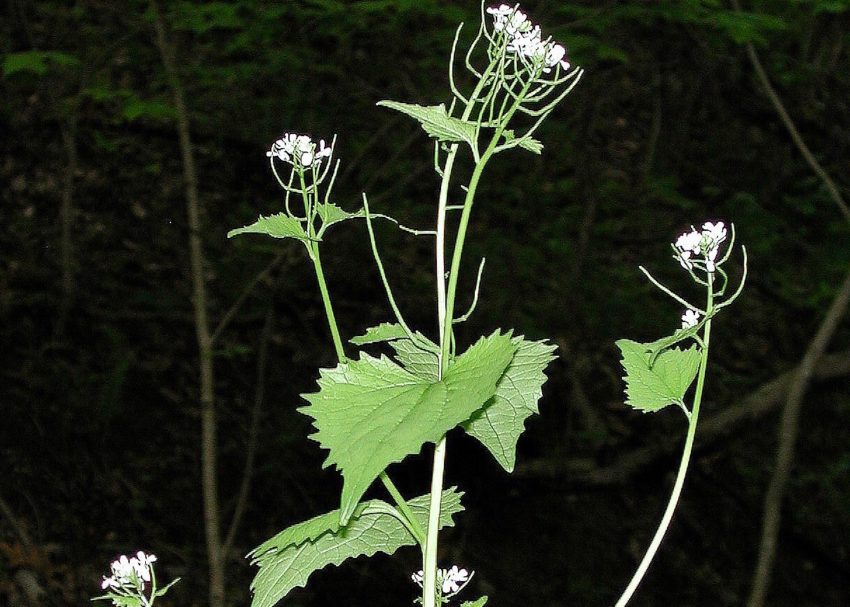 garlic mustard