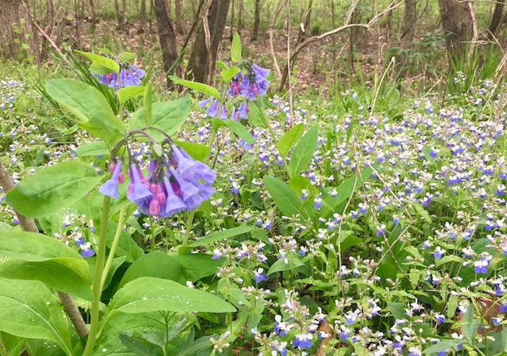 bluebells