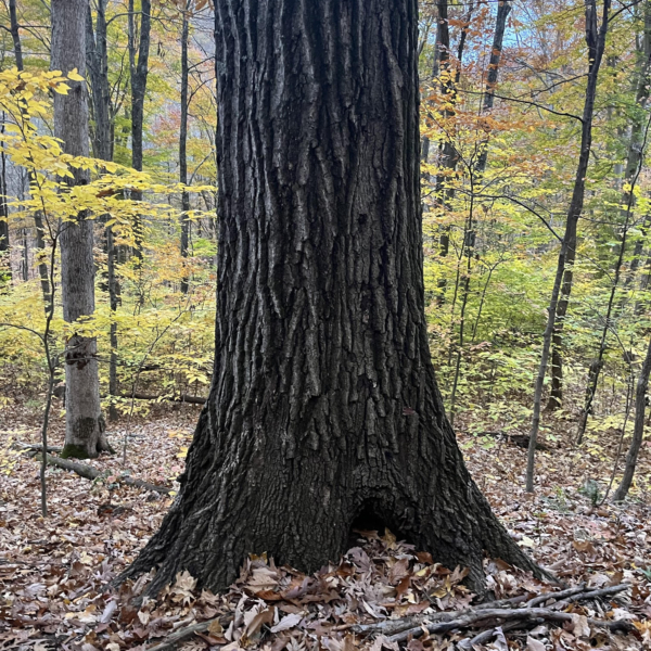 Lindy-old-growth-forest