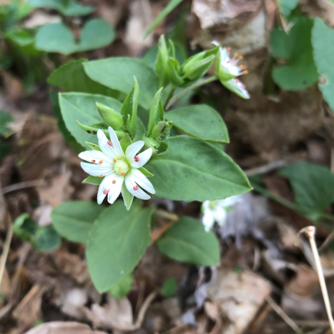 jane-star-chickweed