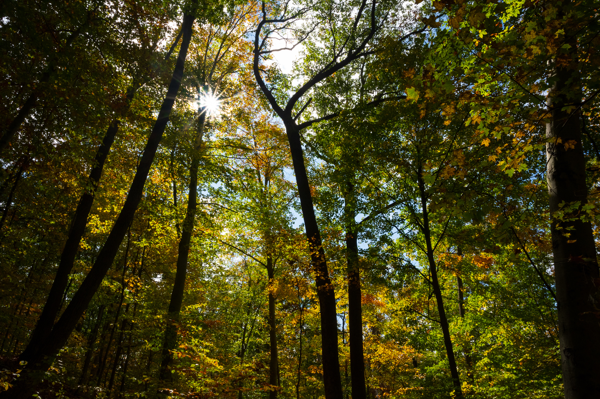 Fall campaign: The forests depend on us all