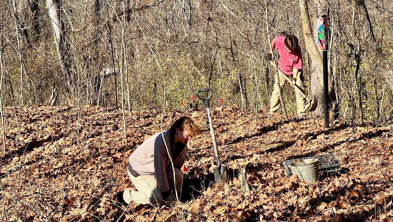 Work session: Planting spicebush at Gillett Pond