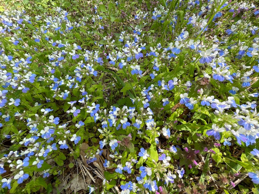 Join us! Wildflower Walk set for April 13