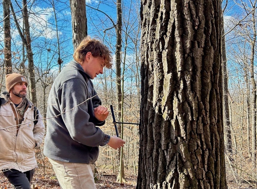 Secret Life of Trees Revealed from their Cores