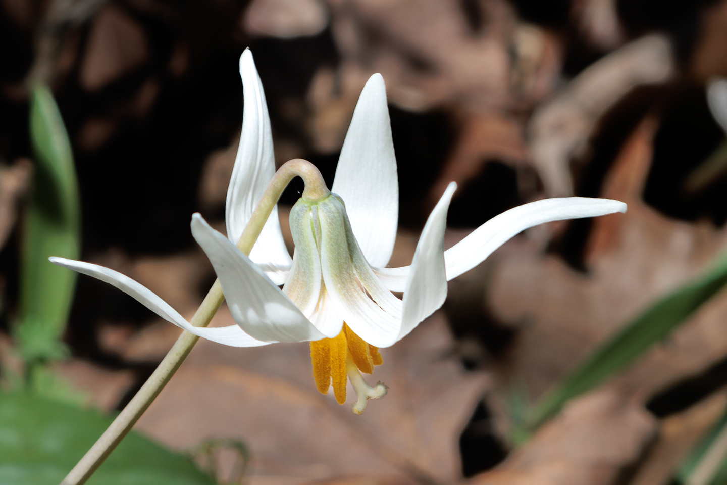 Wildflower Walk in Photos