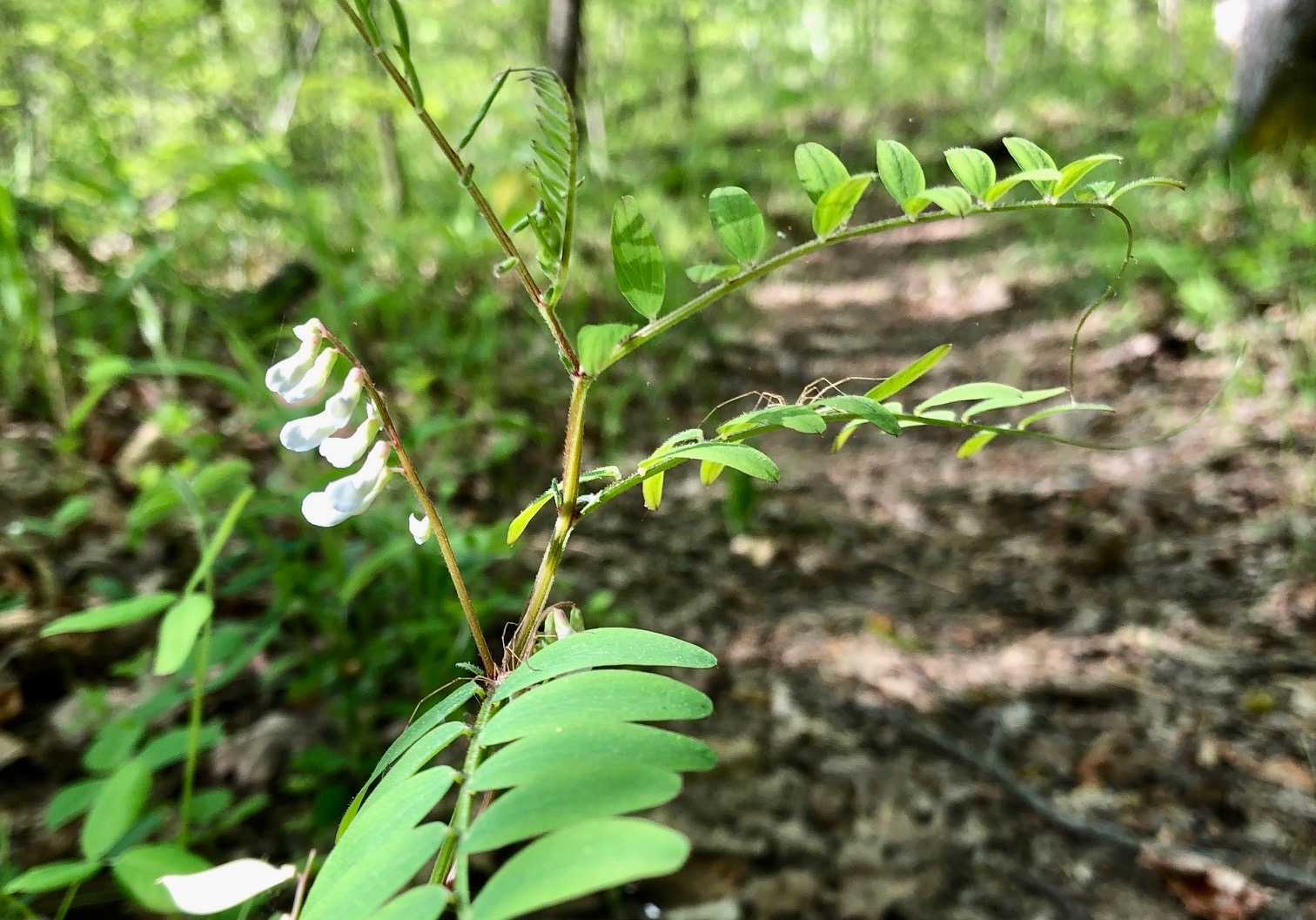 Jane Balbo: Birds, blooms and bugs at Blair Preserve