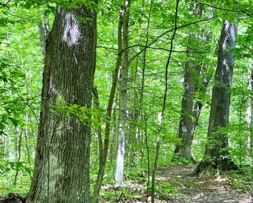 Old oaks near entrance.