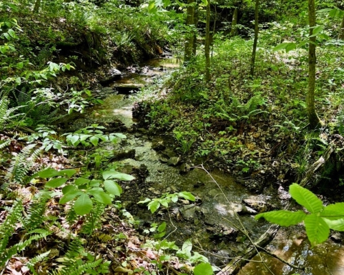 Scenic little stream on western boundary of Winner Woods.