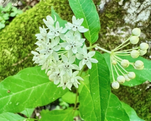 Four-leaved milkweed