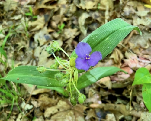 Tradescantia in Winner Woods near entrance