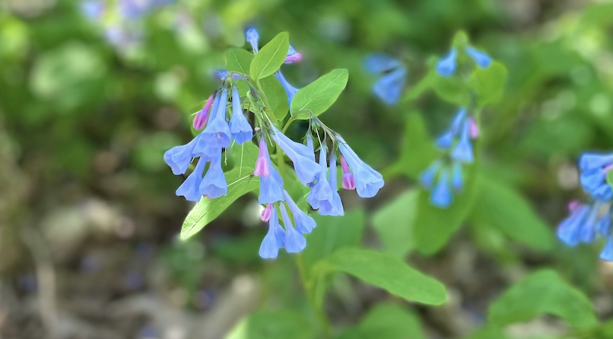 Join us! 2025 Wildflower Walk is April 19