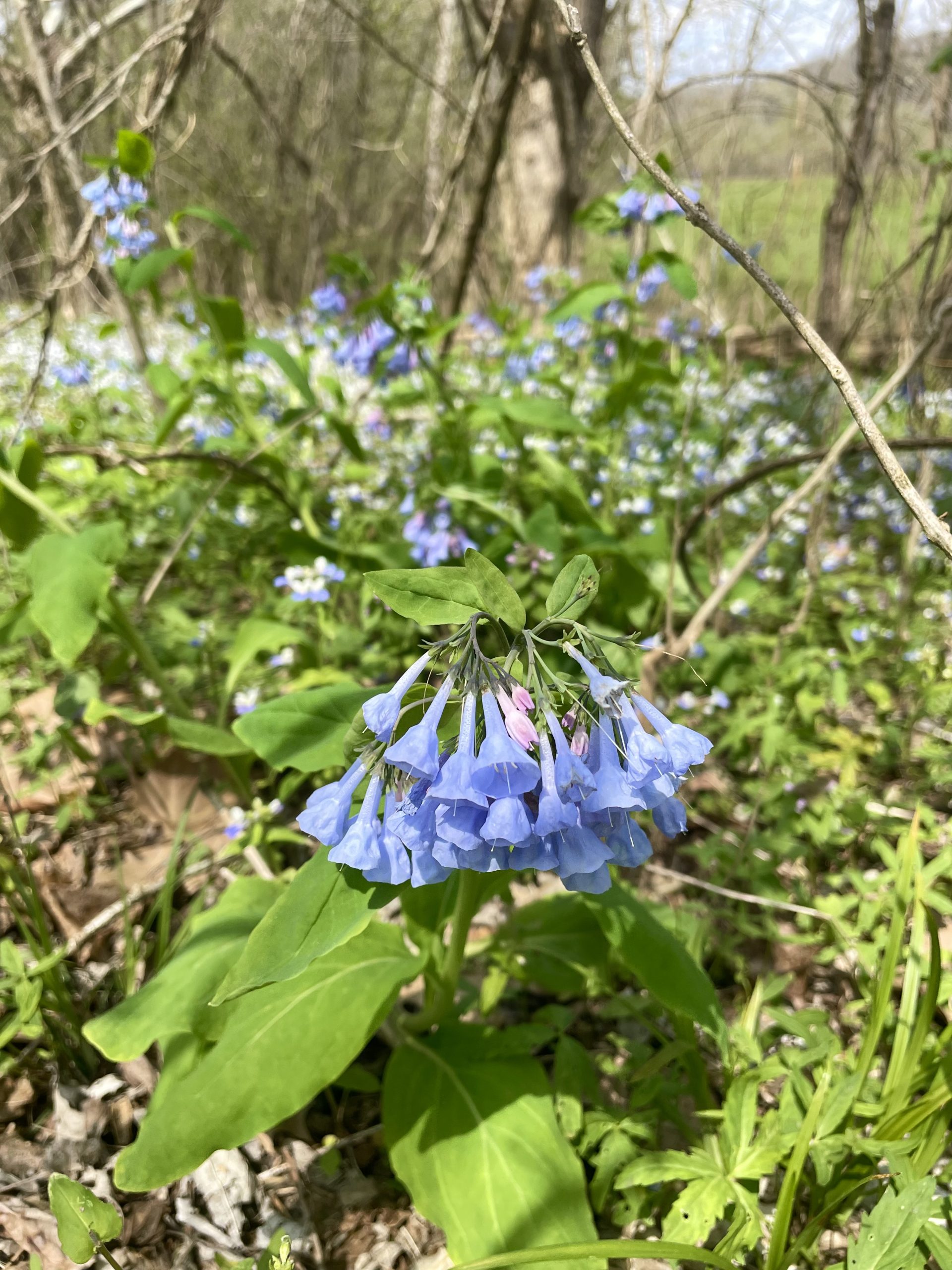 Bluebell Preserve – Athens Conservancy