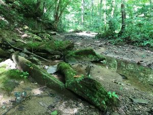 Deep Hollow–Dark Skies Preserve