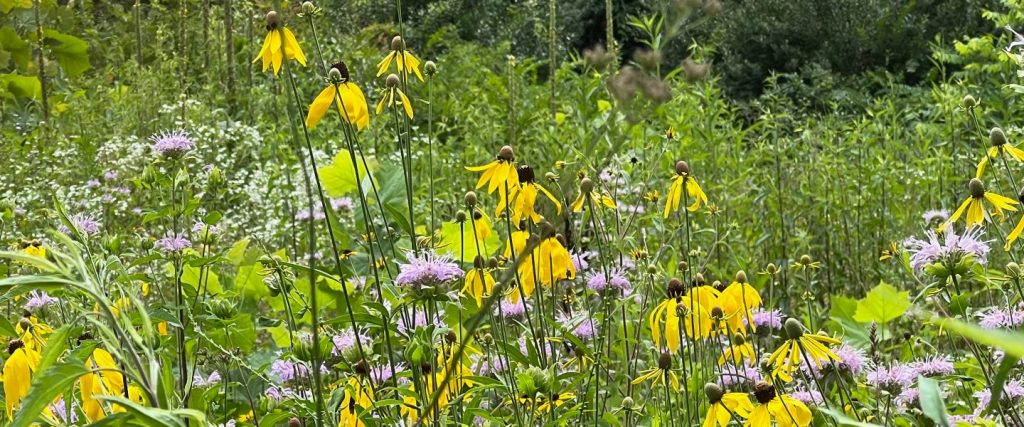 flowers in a field