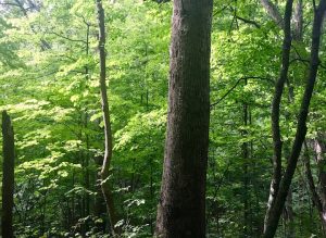 Lindy Roosenburg Preserve