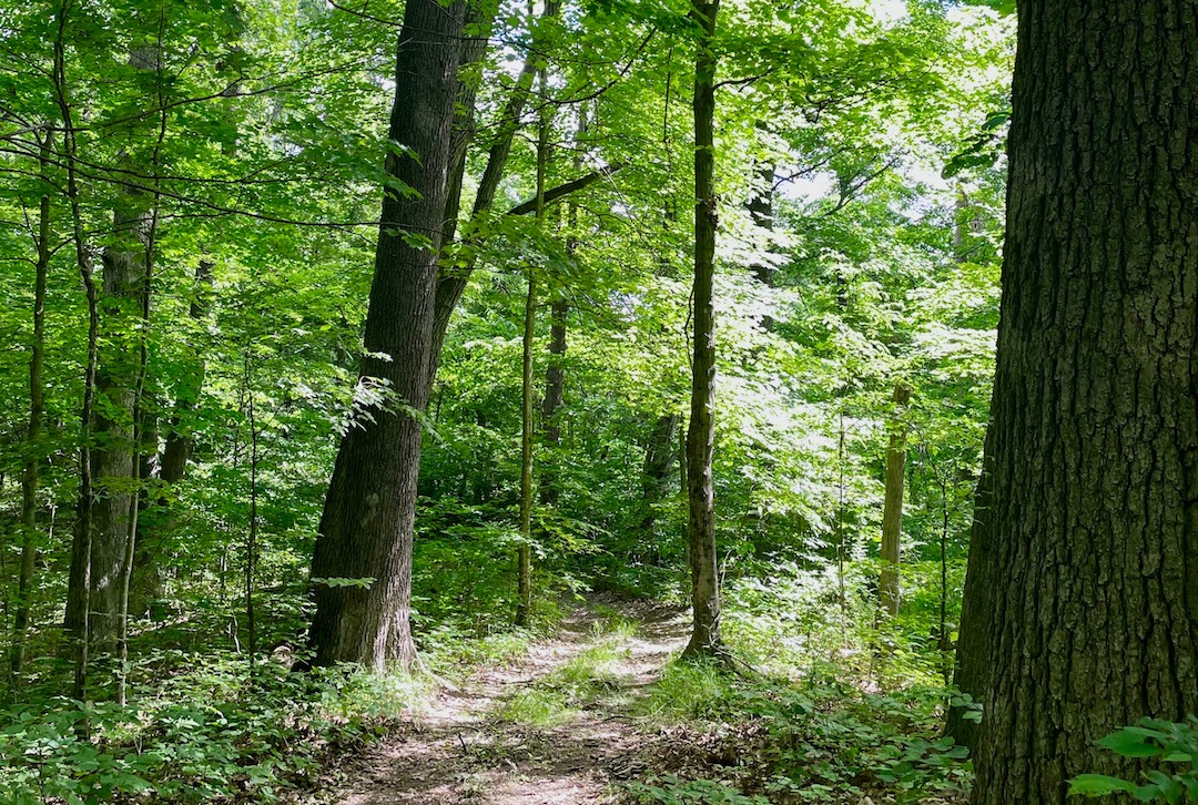 A path in the woods