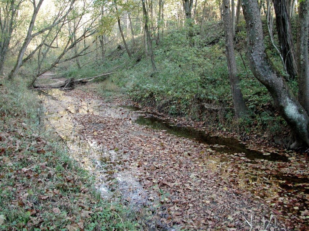 A creek in the woods
