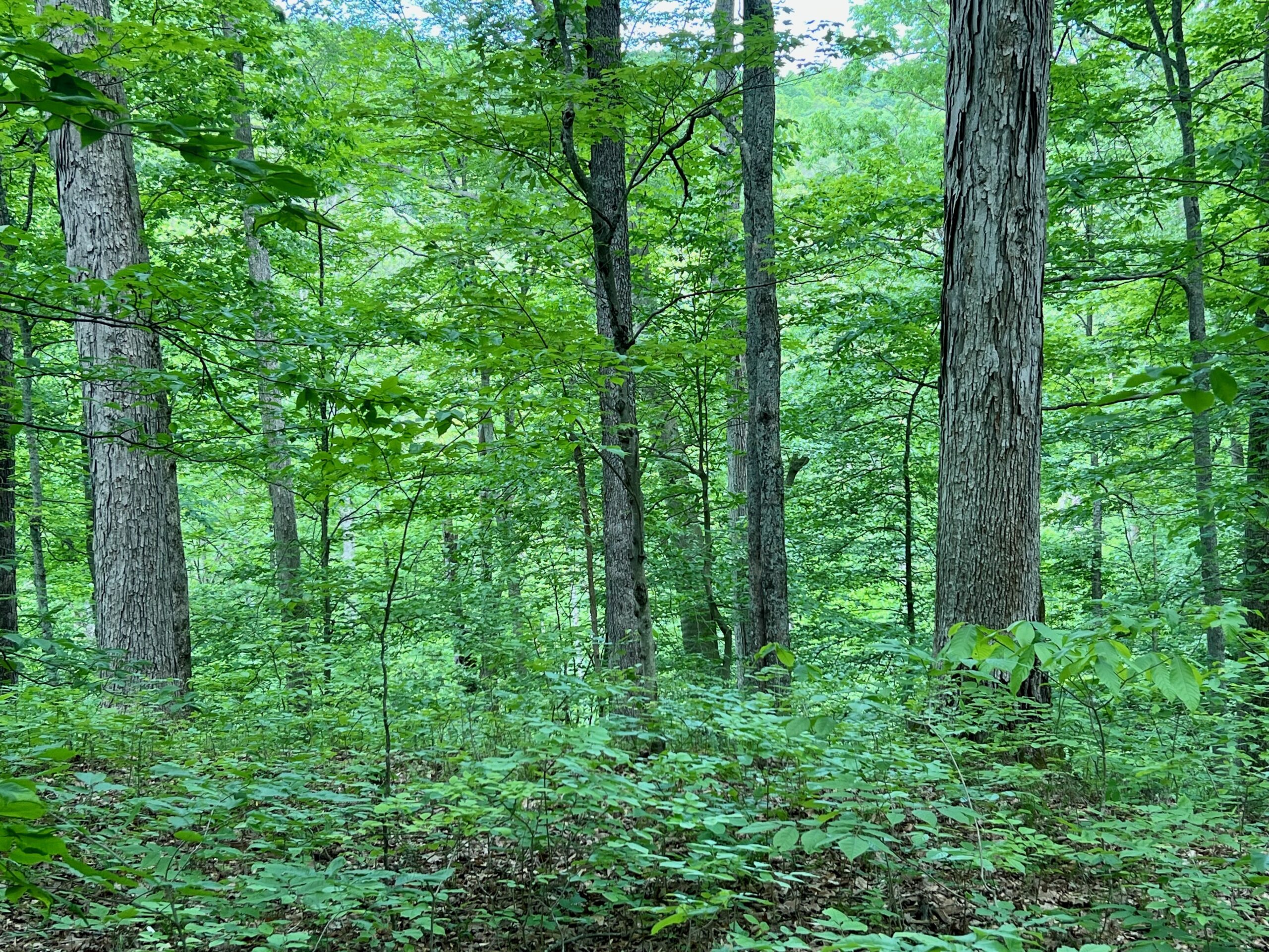 Healthy Forest Fund makes an impact