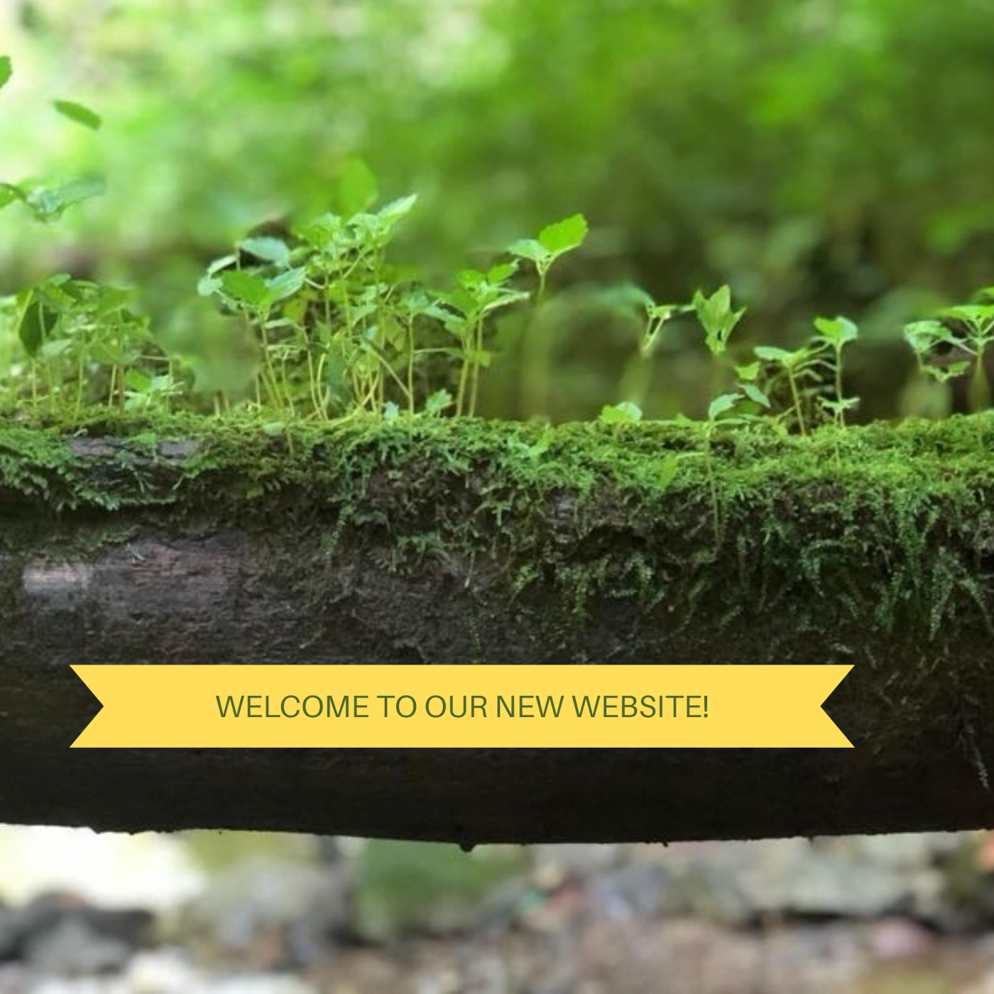 New website: Check it out!