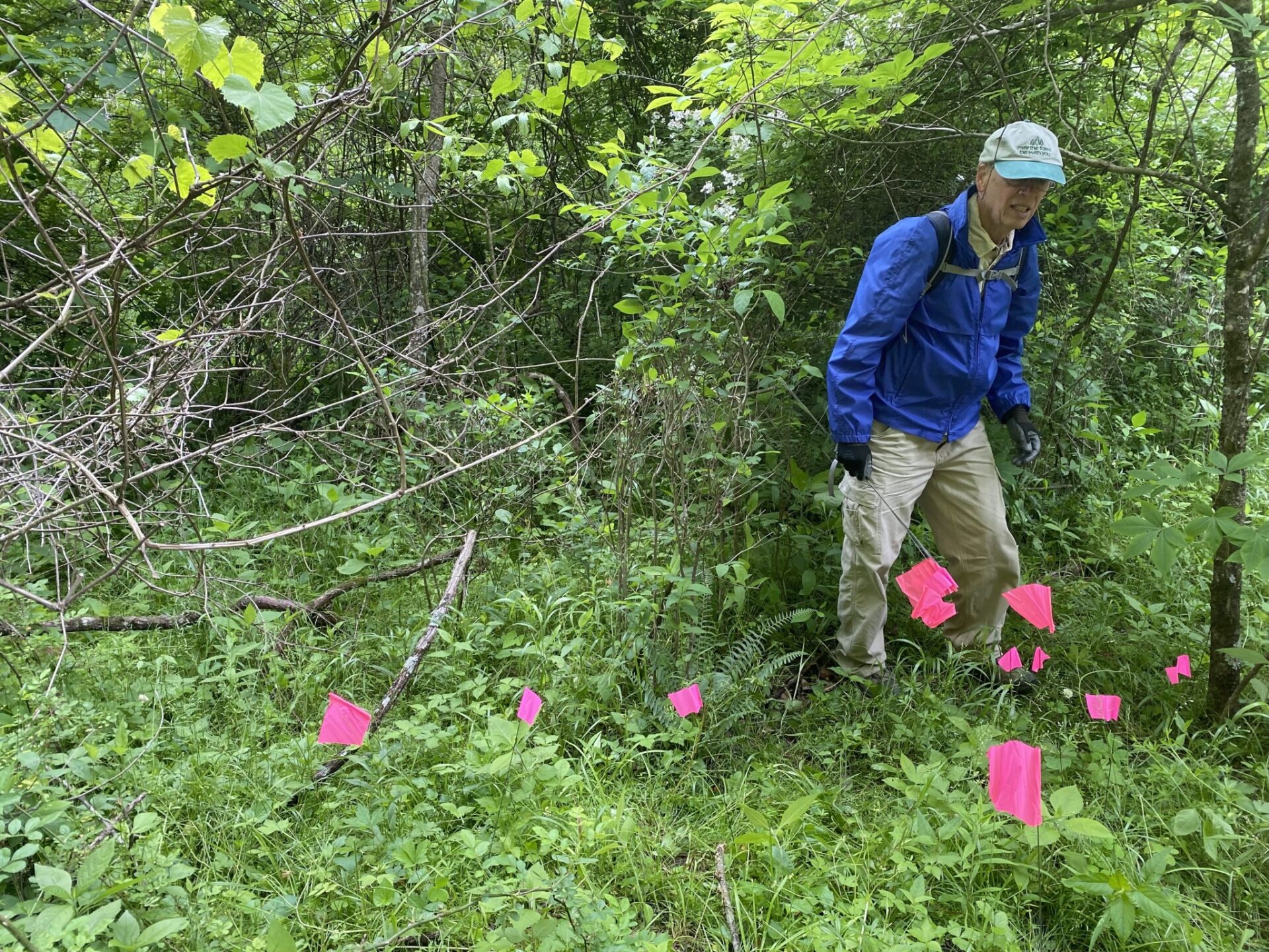 Running buffalo clover come-back